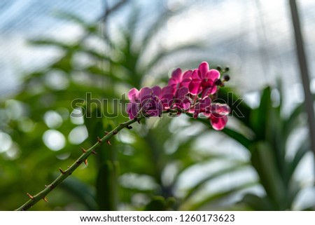 Red orchid, queen of flowers. Tropical garden