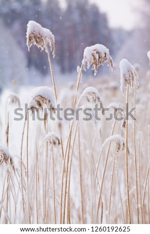Bulrush in winter as pictured against the background of the sun setting over the forest lake