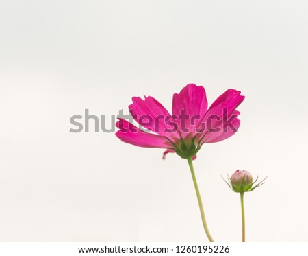 Pink Cosmos flowers bloom in the garden. One kind of flowering plant that has been called Is the name of a star that is far from the horizon cosmos (starburst) flower means the intention, the innocenc