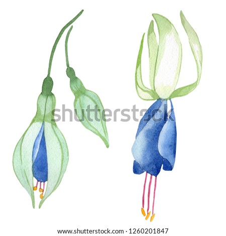 Blue fuchsia. Floral botanical flower. Wild spring leaf isolated. Watercolor background illustration set. Watercolour drawing fashion aquarelle isolated. Isolated fuchsia illustration element.