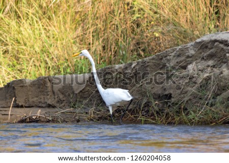 white stork  walks through the territory of the swamp