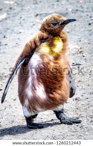 Cute punguin chick, South Georgia, Antarctic, vertical photo
