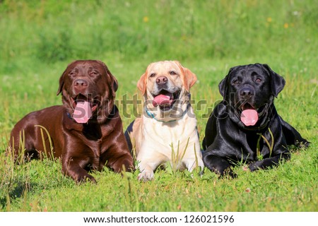 Three Labrador Retriever dogs on the grass, black, chocolate and yellow color coats. Royalty-Free Stock Photo #126021596