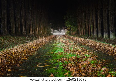 Driveway to the big white gate in the distance, in perspective, with tree rows and fallen leaves at one autumn night