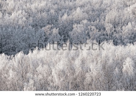 aerial day view of winter christmas wonderland frosty ice covered birch tree forest with white snow air drone landscape closeup panorama landmark background nature scene