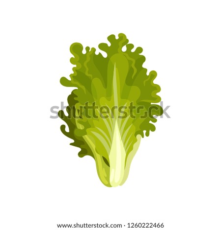 Lettuce salad leaves, fresh salad leaves, healthy organic vegetarian food, vector Illustration