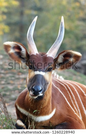 The detail of the head of bongo (Tragelaphus eurycerus) with huge horns and ears and green and yellow background