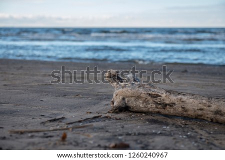 a log on the sandy shore