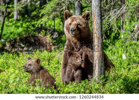 Brown bears. She-bear and bear-cubs  in the summer forest. Green natural background. Scientific name: Ursus arctos.