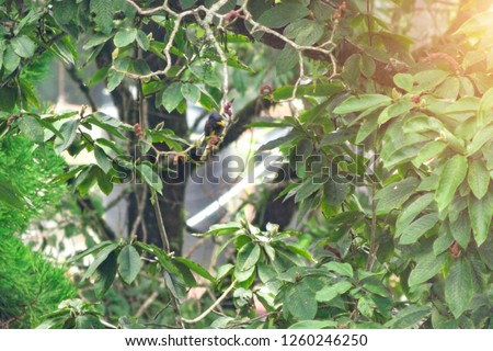 an exotic bird sits among green leaves and eat fruit