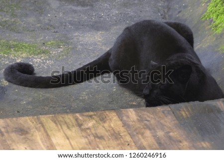 black panther sleeping in natural habitat