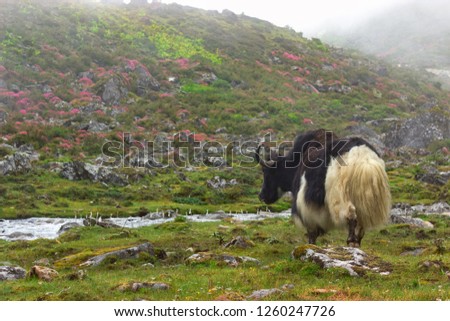 yak grazing on a beautiful highland pasture near the river, on the background of misty mountains
