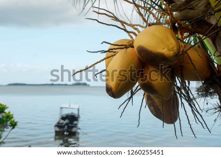 Brownies yellow Coconut fruits hanging on a coconut tree with blue ocean background during summer