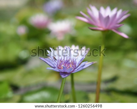 blur lotus on blur background