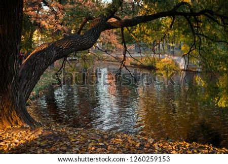 A powerful tree branch hangs over the pond in the autumn city Park