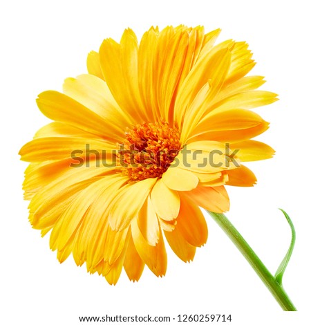 Calendula flowers isolated on white. Marigold Clipping Path
