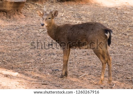 Picture young deer red  On brown soil.