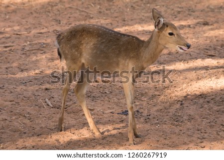 Picture young deer red  On brown soil.