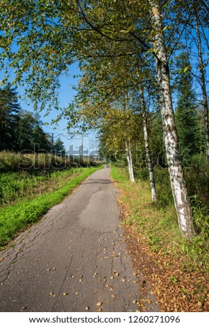 summer asphalt road in perspective with signs and markings, green forest on both sides