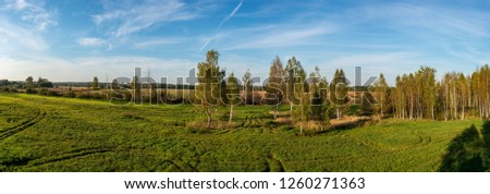 cultivated wheat field in summer under blue sky in countryside