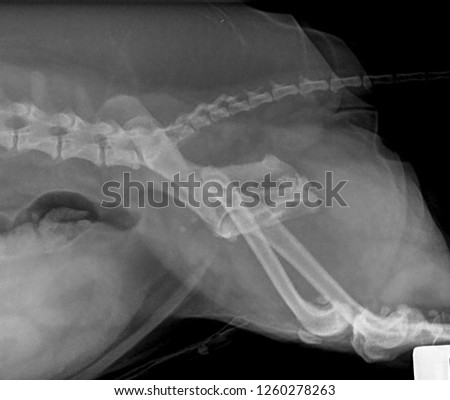 x ray cystic calculi or urinary bladder stone in dog . side view 