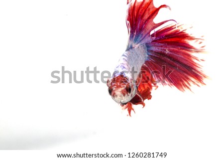 Red-tailed Whitefish on white background