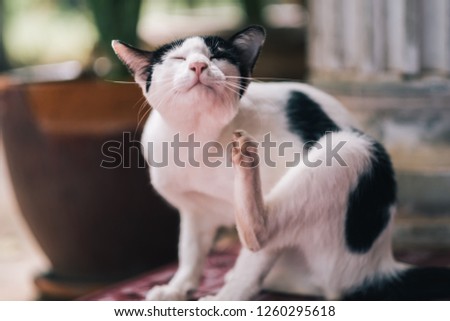 Black and white cat use it’s leg to scratch itself