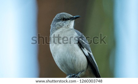 Western Mockingbird perched on branch