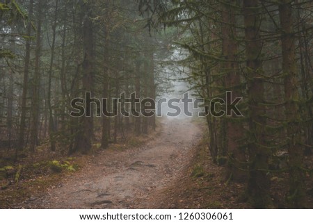 Hiking trail and road through misty pine forest in Vosges, France