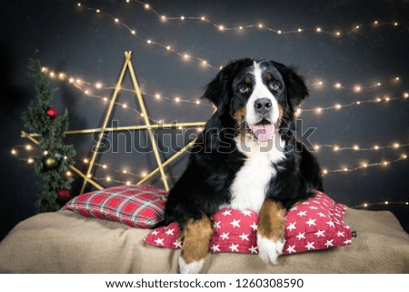Bernese mountain dog posing in beautiful studio. Christmas lights and decorations.