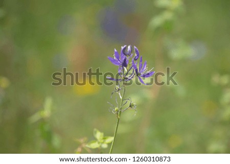 Single purple flower, isolated against a bokeh background
