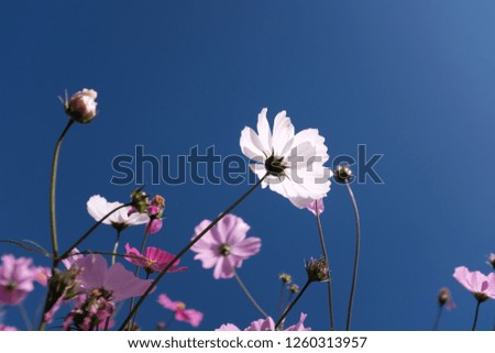 Flower pink garden Royalty-Free Stock Photo #1260313957