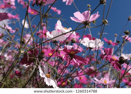 Flower pink garden Royalty-Free Stock Photo #1260314788