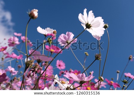 Flower pink white garden Royalty-Free Stock Photo #1260315136