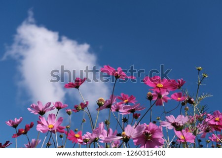 Flower pink garden Royalty-Free Stock Photo #1260315400