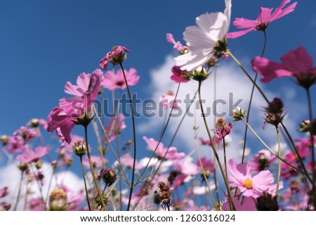 Flower pink garden Royalty-Free Stock Photo #1260316024