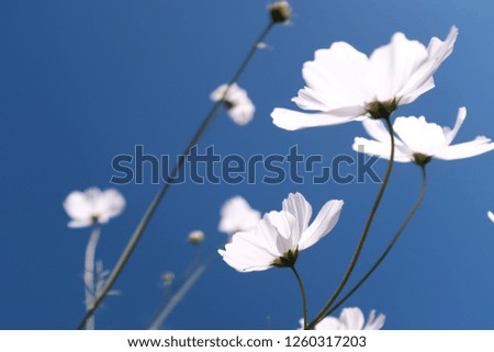 Flower white garden Royalty-Free Stock Photo #1260317203