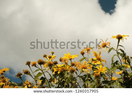 The flower yellow Royalty-Free Stock Photo #1260317905