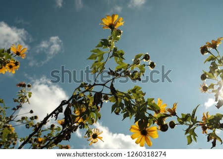 The flower yellow Royalty-Free Stock Photo #1260318274