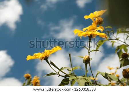 The flower yellow Royalty-Free Stock Photo #1260318538