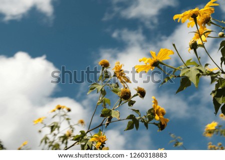 The flower yellow Royalty-Free Stock Photo #1260318883