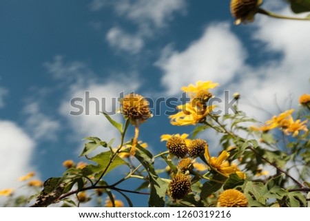 The flower yellow Royalty-Free Stock Photo #1260319216