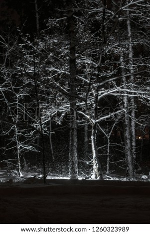 Mystical, magical, snowy forest with snowfall at night.