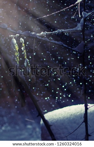 Mystical, magical, snowy forest with snowfall with shining rays at night.