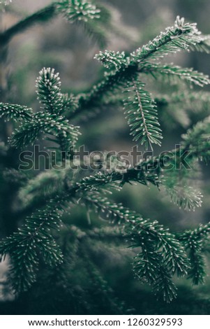 Christmas tree branches in hoarfrost with a blurred background.