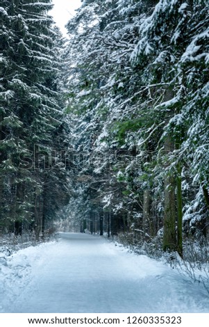 Snow path in a fabulous winter forest, vertical