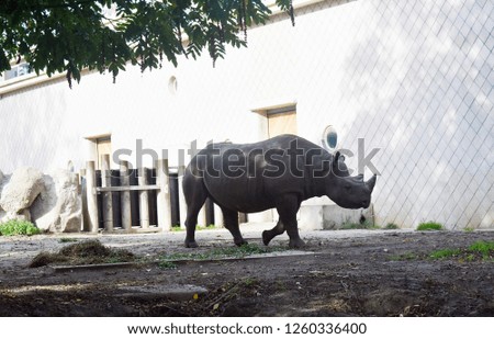 Black Rhinoceros or hook-lipped rhinoceros (Diceros bicornis) walking around. Is a species of rhinoceros, native to eastern and southern Africa. Family Rhinocerotidae.