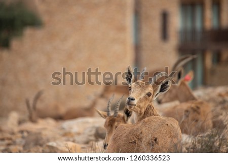 wild nubian ibex in the negev desert, Israel