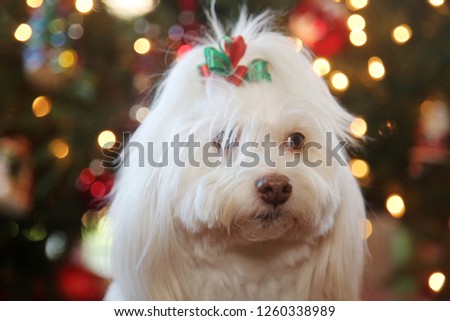 Dog Christmas Portraits. Maltese Dog Christmas. A beautiful female Maltese Dog poses with a red and green bow for Christmas Photos in front of a Christmas Tree. Dog holiday Photo. 