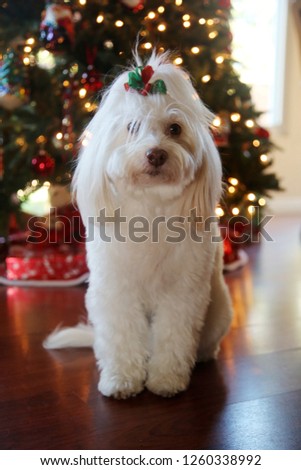 Dog Christmas Portraits. Maltese Dog Christmas. A beautiful female Maltese Dog poses with a red and green bow for Christmas Photos in front of a Christmas Tree. Dog holiday Photo. 